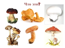 Презентация по теме Лес. Грибы 1 часть
