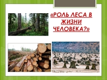 Презентация по теме: Роль леса в жизни человека (8кл)