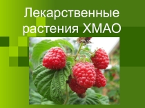 Классный час по теме: Лекарственные растения ХМАО