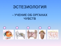 Компьютерная мультимедийная презентация к учебному занятию Анализаторы