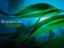 Презентация по экологии для 6 класса Водоросли