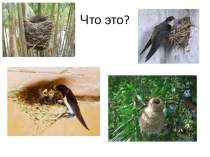 Презентация по окружающему миру. Мышь-малютка (2 класс)