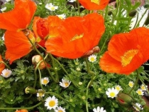 Презентация по литературе на тему Е.И.Носов.Рассказ Живое пламя.