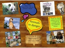 Presentation: Animals are in danger