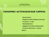 Тамарикс-астраханская сирень