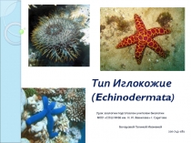 Презентация по биологии на тему Тип Иглокожие