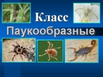 Разнообразие паукообразных