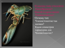 Презентация по теме:Класс Паукообразные