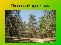 Презентация к классному часу По лесным тропинкам