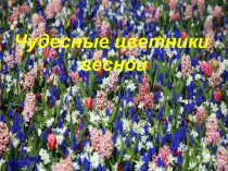 Презентация по окружающему миру на тему Чудесные цветники весной (2 класс)