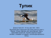 Презентация к дополнительной общеобразовательной программе для детей общеразвивающего типа художественной направленности творческого объединения Калейдоскоп
