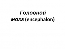 Презентация по Анатомии и физиологии человека на тему Головной мозг