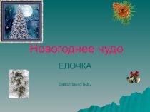 Презентация по экологии на тему Ель