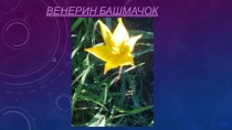 Венерин Башмачок География иркутской области Презентация.