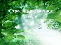 Презентация по биологии на тему Строение и функции стебля (6 класс) УМК Сфера