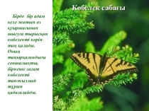 Презентация по биологии на тему Бабочки