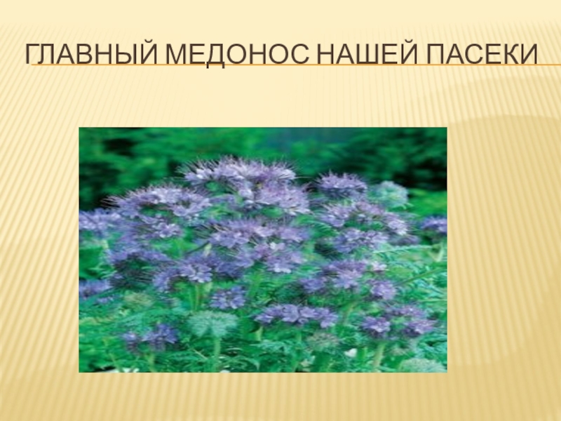Презентация по биологии Влияние растений медоносов на продуктивность пчёл Главный медонос нашей пасеки Главный медонос нашей пасеки