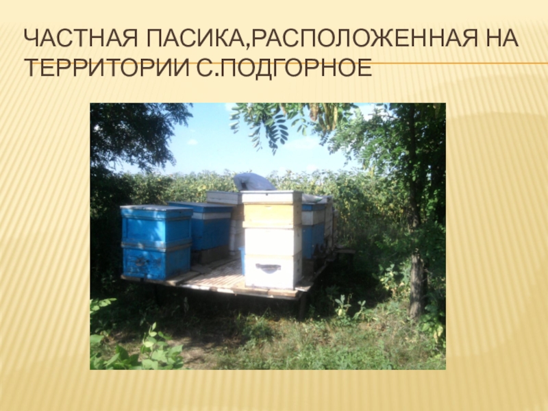 Презентация по биологии Влияние растений медоносов на продуктивность пчёл Частная пасика,расположенная на территории с.Подгорное Частная пасика,расположенная на территории с.Подгорное
