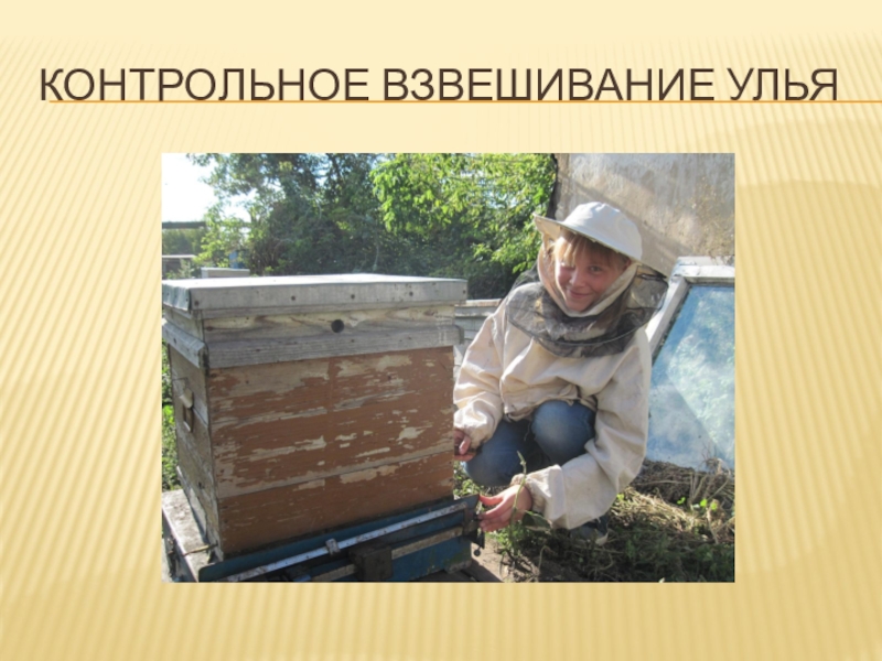 Презентация по биологии Влияние растений медоносов на продуктивность пчёл Контрольное взвешивание улья Контрольное взвешивание улья