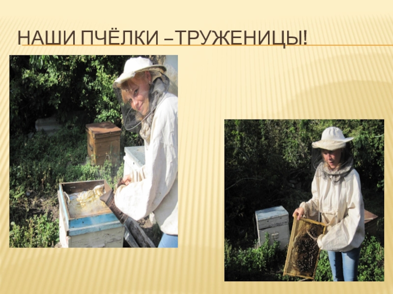 Презентация по биологии Влияние растений медоносов на продуктивность пчёл Наши Пчёлки –труженицы! Наши Пчёлки –труженицы!