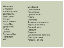Клетка животная и растительная