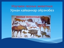Изучаем лесных животных. Урман хайваннар ойрэнэбез