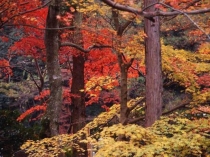 Урок – исследование по теме: А.С.Пушкин Осень, К.Бальмонт Осень, Ф.Тютчев Есть в осени первоначальной…