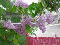 Мини-проект по ознакомлению с окружающим Ветка сирени