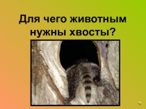 Презентация по окружающему миру