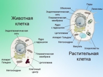 Презентация по биологии Органоиды клетки6 класс