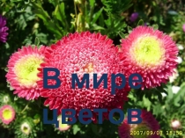 Презентация по окружающему миру В мире любимых цветов