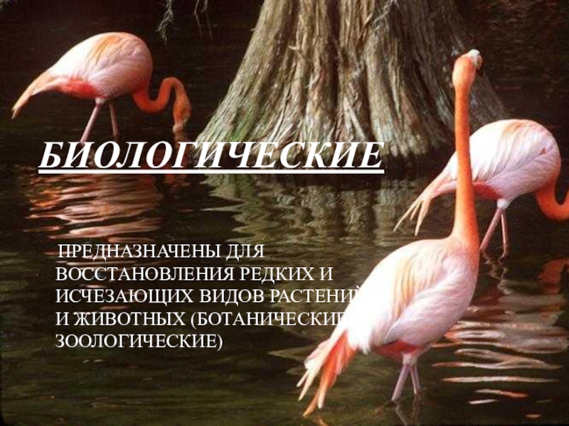 Презентация по Экологическим основам природопользования Особоохраняемые территории БИОЛОГИЧЕСКИЕ ПРЕДНАЗНАЧЕНЫ ДЛЯ ВОССТАНОВЛЕНИЯ РЕДКИХ И ИСЧЕЗАЮЩИХ ВИДОВ РАСТЕНИЙ И ЖИВОТНЫХ (БОТАНИЧЕСКИЕ, ЗООЛОГИЧЕСКИЕ) БИОЛОГИЧЕСКИЕ ПРЕДНАЗНАЧЕНЫ ДЛЯ ВОССТАНОВЛЕНИЯ РЕДКИХ И ИСЧЕЗАЮЩИХ ВИДОВ РАСТЕНИЙ И ЖИВОТНЫХ (БОТАНИЧЕСКИЕ, ЗООЛОГИЧЕСКИЕ)