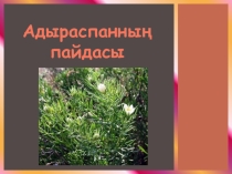 Презентация ғылыми жұмыс Адыраспанның пайдасы