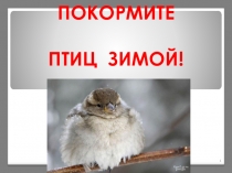 Презентация Покормите птиц зимой! 1-4 класс