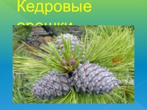 Презентация Кедровые орешки