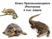 Класс Пресмыкающиеся