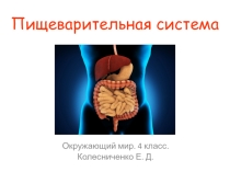 Презентация к уроку окружающего мира Пищеварительная система человека