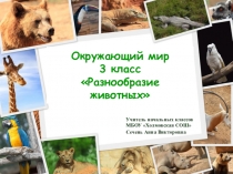 Презентация по окружающему миру Разнообразие животных