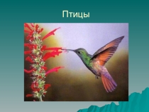 Презентация по биологии к викторине Птицы