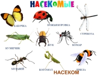 Логопедическая презентация на лексическую тему НАСЕКОМЫЕ