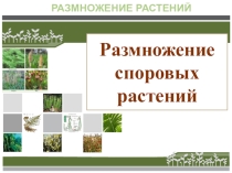 Презентация к уроку по теме Размножение споровых растений (биология 6 класс ФГОС)