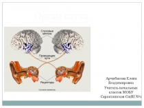 Ухо- орган слуха. Презентация к уроку окружающего мира.