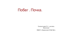 Презентация для подготовки к ОГЭ, ЕГЭ Вегетативные органы растений. Побег. Почка