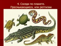 ИГРА-ПРЕЗЕНТАЦИЯ по биологии на тему Пресмыкающиеся