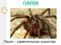 Презентация к научно-исследовательской работе Пауки-удивительные существа