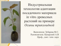 Индустриальная технология адаптации посадочного материала in vitro древесных растений на примере Осины триплоидной