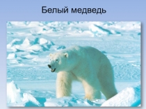 Презентация по окружающему миру на тему Где живут белые медведи?