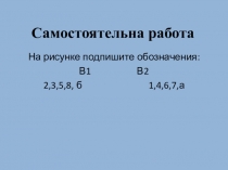 Самостоятельная работа контролирующего характера Сердце человека