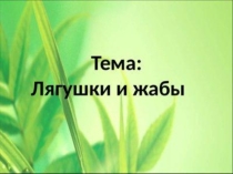 Лягушки и жабы
