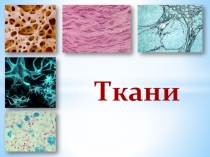 Презентация к лабораторной работе по биологии по теме Ткани